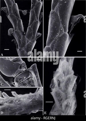 . Bulletin du Museum of Comparative Zoology de Harvard College. Zoologie Zoologie ;. Bulletin 200 Museum of Comparative Zoology, Tome 159, n° 3. La figure 12. Bugula robusta. La Tasmanie. SEM et microscope optique des images. SEM : A. Abfrontal Direction générale de côté, bifurcation montrant pattern. Barre d'échelle  = 200 |jim. B. Close-up d'abfrontal Direction générale de côté, montrant le motif en zig-zag des murs adjacents. Barre d'échelle  = 100 (I.M. C. Close-up d'un opercule de zooid et position du pédoncule zooid distale sur l dont l'extrémité proximale mur frontal. Barre d'échelle  = 50 |xm. Des micrographies de lumière : D. Vue arrière de la radicule et zooid Banque D'Images