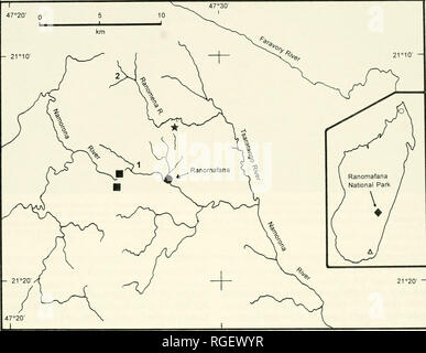 . Bulletin du Museum of Comparative Zoology de Harvard College. Zoologie. Morphologie et systématique des Pseudoxyrhopus Groupe â ¢ Cadle 387. La figure 3. La distribution de Pseudoxyrhopus. oblectator IVlap détails est la partie centrale du Parc National de Ranomafana et environs. Â ¢  = localité type de P. oblectator, â  = autres localités connues pour P. oblectator. Â ¢  = Ville de Ranomafana. Nnentioned français dans le texte : 1  = le village d'Ambatolahy ; 2  = l'extrémité ouest de la rivière Ranomena des marécages. En médaillon : Emplacement du Parc National de Ranomafana et les distributions de P. ambreensis Banque D'Images