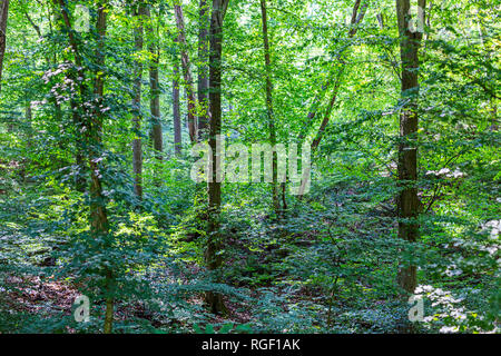Close-up of forest fourrés. Forêt de feuillus Banque D'Images