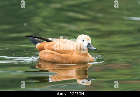 Tadorne Casarca Tadorna ferruginea natation dans l'eau avec la réflexion Banque D'Images