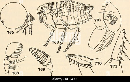 . Bulletin du Museum of Comparative Zoology de Harvard College. Zoologie. CLASSIFICATION DES INSECTES 541 énormément les femmes gonflées, globuleuses (Fig. 765). (Tunga (  =- copsylla Sar, Dermatophilus) (T. penetrans, Chigoe tropicopol ou jigger) aux puces. ; Echidnophaga gallinacea, E. (Sticktight tropicopol aux puces ou de la poule).). (SARCOPStLUD ECHIDNOPHAGlDAi/E, DERMA, les tophi COUVERCLE Ai, RHYNCHOPRI6NIDA1. TUNGIDjE. Fig. 765-771. Siphonaptera 765. Tunga, femelle adulte (Butler) Tungidse. 766. Ctenocephalides (Patton et Cragg Pulicidae). 767. Xenopsylla, vue latérale de la tête (Fox) Pulicidx. 768. Ctenocephalides, antenne ( Banque D'Images