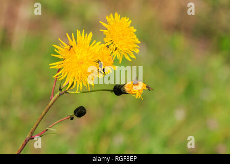 Gros plan sur une fleur laiteron commun Banque D'Images