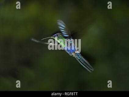 Violet-capped Woodnymph Hummingbird (Thalurania glaucopis) mâle en vol, Turrialba, Costa Rica, octobre Banque D'Images