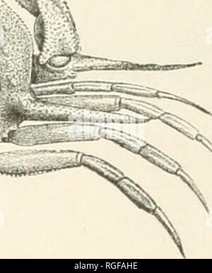 . Bulletin du Museum of Comparative Zoology de Harvard College. Zoologie Zoologie ;. Fig. 229. Acanthocarpus bispinosus. (Milne-Edwards.) tofore la seule espèce du genre connu était A. Alexandrie qui est armé d'une énorme colonne vertébrale N^ sur le bord extérieur de la griffe, au lieu de sur le côté de la carapace. Les griffes sont fournis avec un stridulating appa- ratus, qui est frotté contre le bord de la carapace. Tout à fait frappant, c'est le grand nombre de nouvelles formes d'Dorip pidoidea-, un groupe inconnu auparavant de l'ouest de l'Atlan- tique et de nouveau à l'Amérique. Cyclodorippe nitida (Fig. 230), un s Banque D'Images