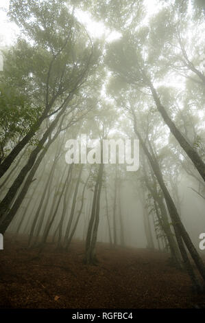 Forêt dans la brume près de la montagne Chatyr-Dag à Anharskyy Angarskyi Pereval (COL), Crimée, Ukraine. 3 octobre 2008 © Wojciech Strozyk / Alamy Stock Banque D'Images