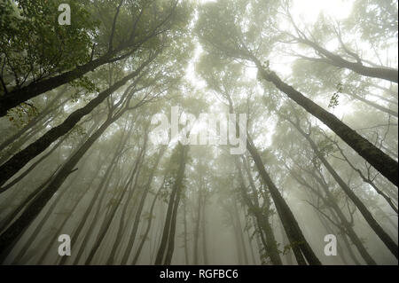 Forêt dans la brume près de la montagne Chatyr-Dag à Anharskyy Angarskyi Pereval (COL), Crimée, Ukraine. 3 octobre 2008 © Wojciech Strozyk / Alamy Stock Banque D'Images