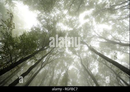 Forêt dans la brume près de la montagne Chatyr-Dag à Anharskyy Angarskyi Pereval (COL), Crimée, Ukraine. 3 octobre 2008 © Wojciech Strozyk / Alamy Stock Banque D'Images