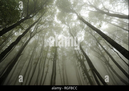 Forêt dans la brume près de la montagne Chatyr-Dag à Anharskyy Angarskyi Pereval (COL), Crimée, Ukraine. 3 octobre 2008 © Wojciech Strozyk / Alamy Stock Banque D'Images