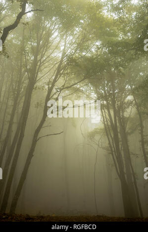 Forêt dans la brume près de la montagne Chatyr-Dag à Anharskyy Angarskyi Pereval (COL), Crimée, Ukraine. 3 octobre 2008 © Wojciech Strozyk / Alamy Stock Banque D'Images