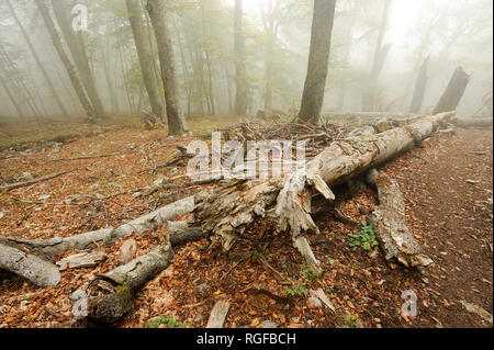 Forêt dans la brume près de la montagne Chatyr-Dag à Anharskyy Angarskyi Pereval (COL), Crimée, Ukraine. 3 octobre 2008 © Wojciech Strozyk / Alamy Stock Banque D'Images