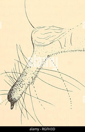 . Bulletin de la recherche en entomologie. L'entomologie. Fig. 3.âMale Olnssina d'armature.fi/ aie, à pied. Vue latérale. ; en arrière c'est un processus long et étroit : juste en face de l'orgue dentelées sont deux autres sclérites suspenseur étroit, chacun avec les pointes vers l'intérieur incurvé afin qu'un processus de type étrier est formé. Vesica Piscis ( ? ;) quelque peu, cylindrique. ^ â"â ¢ src"^^^n'-. Veuillez noter que ces images sont extraites de la page numérisée des images qui peuvent avoir été retouchées numériquement pour plus de lisibilité - coloration et l'aspect de ces illustrations ne peut pas parfaitement ressembler au trio Banque D'Images