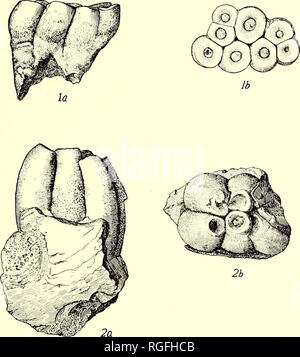 . Bulletin du Département de géologie. La géologie. Tome 6] Merriam : Notes sur Desmostylus. 407 l'embouchure des rivières ; sa distribution géographique connue ex- tendance autour du Pacifique nord du sud de la Californie au Japon ; sa gamme géologique en Amérique est trouvé dans une zone près de la base du Miocène. Comme le temps de l'équivalence pour- unies dans lequel Desmostylus se produit n'est pas encore entièrement compris, étude ultérieure peut montrer que la limite de portée corre- sponds à l'Oligocène ou que la limite supérieure correspond au Miocène moyen. La dentition les dents d'Desmostijlits, comme connu de la Cali Banque D'Images