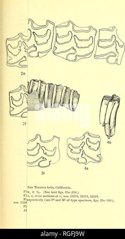 . Bulletin du Département de géologie. La géologie. . Veuillez noter que ces images sont extraites de la page numérisée des images qui peuvent avoir été retouchées numériquement pour plus de lisibilité - coloration et l'aspect de ces illustrations ne peut pas parfaitement ressembler à l'œuvre originale.. Université de Californie, Berkeley. Département de géologie. Presse : l'Université de Berkeley Banque D'Images