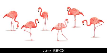 Ensemble de flamants roses exotiques isolé sur fond blanc. Flamingo isolé sur blanc. Illustration vecteur de flamants roses. Illustration de Vecteur