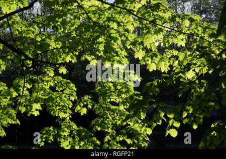 Beaucoup de jeunes feuilles d'érable vertes sur les branches illuminée par le soleil au printemps Banque D'Images
