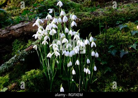 Perce-neige Galanthus nivalis fleurs en croissance dans la région de moss mossy woods woodland Carmarthenshire Galles Cymru UK Banque D'Images