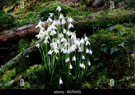 Perce-neige Galanthus nivalis fleurs en croissance dans la région de moss mossy woods woodland Carmarthenshire Galles Cymru UK Banque D'Images