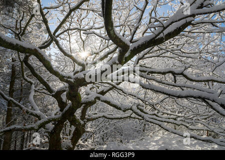 La neige sur les branches d'un arbre chêne anglais par une froide matinée de janvier dans le Nord de l'Angleterre. Banque D'Images