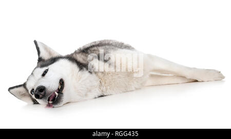 Husky de Sibérie in front of white background Banque D'Images