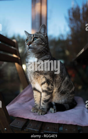 Chat femelle à poser et à la las. Banque D'Images