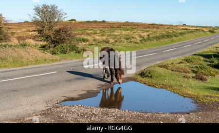 Un poney Exmoor sauvages, vu sur Porlock Hill dans le Somerset, England, UK Banque D'Images