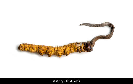 Cordycepe sinensis (CHONG CAO, DONG CHONG XIA CAO) ou champignons cordyceps c'est un contexte isolé sur les herbes. Propriétés médicinales dans le traitement Banque D'Images