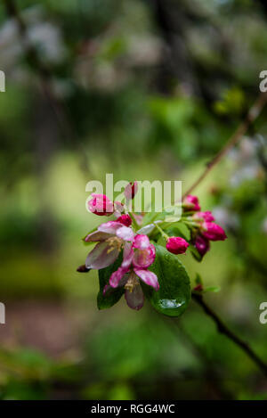 Close up of fleur de printemps dans la pluie, Royal Botanic Gardens, Sydney, NSW, Australie Banque D'Images