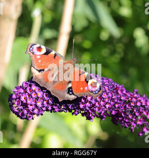 Papillon paon sur un lilas d'été en fleurs Banque D'Images