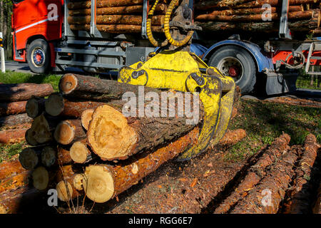 Grue en forêt chargement des grumes dans le camion. L'exploitation du bois et des transports en forêt. Transport de l'industrie d'exploitation forestière et de l'industrie forestière. Banque D'Images