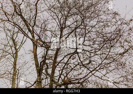 Branches d'un arbre sans feuilles en hiver Banque D'Images