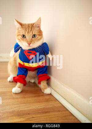 Mika le tabby orange portant le costume de superman Banque D'Images