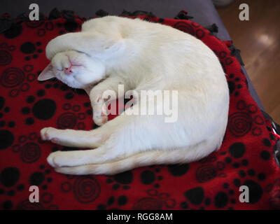 La flamme Mitzie point Siamese dormir dans la position la plus mignonne sur sa couverture Banque D'Images