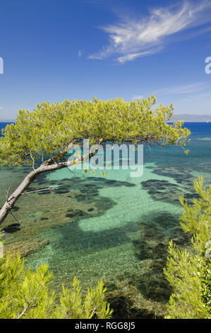 Eaux turquoises et peu profondes le long de la côte méditerranéenne avec Pine Tree Port-Cros Parc National, Îles d'Hyères, Côte-d'Azur Provence France Banque D'Images