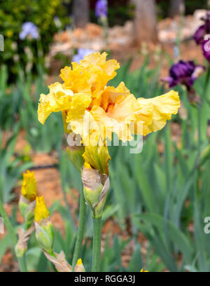 Iris jaunes dans le fond du jardin Banque D'Images