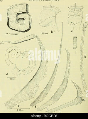 . Bulletin of the British Museum (Natural History). PHYLLIS KNIGHT-JONES. J Fig. 5. Ainplana spiciilosa sp. n. a) ; b) du tube d'opercule de côté ; c) d'opercule, vue dorsale ; d) l'animal, montrant la marge dorsale non fixé ; e) collier collier seta ; f) seta de deuxième ou troisième fascicules ; g) la drépanocytose seta, comme dans troisième fascicules ; h) seta abdominale ; j)- abdom inales uncinus (hachures indique presque les dents au-delà de résolution par microscopie optique) ; k) uncinus thoracique. Échelles : c) b) ; f), g), h), j) et k) comme e).. Veuillez noter que ces images sont extraites de la page numérisée des images qui peuvent avoir été digi Banque D'Images