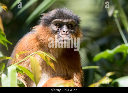 Red Colobus Monkey (Chlorocebus sabaeus) Banque D'Images