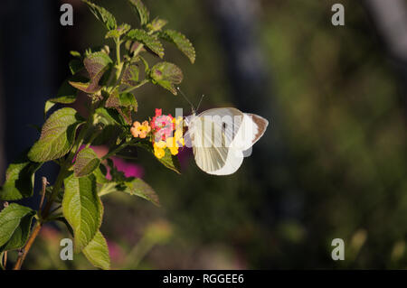 Un papillon du chou perché sur une fleur de l'usine Umbelanterna (Latin Lantana camara) Banque D'Images