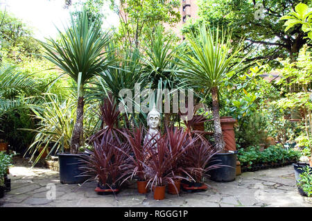 Un statur et divers palmiers à vendre à Worlds End pépinières, Kings Road, Chelsea, Londres Banque D'Images