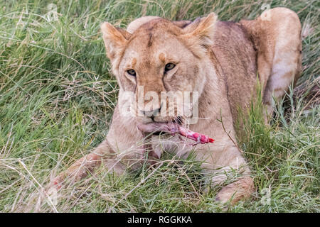 Jeune lion eating prey Banque D'Images