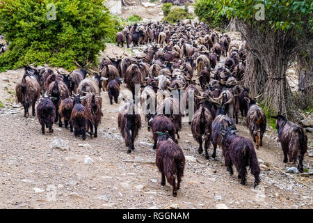Un troupeau de chèvres est leving le village pour le pâturage sur les pâturages dans la région de Mustang Banque D'Images