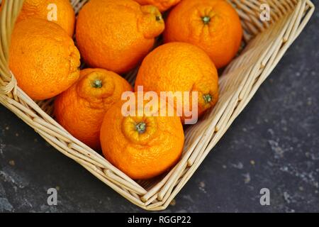 Agrumes mandarin géant Sumo fruits orange Banque D'Images