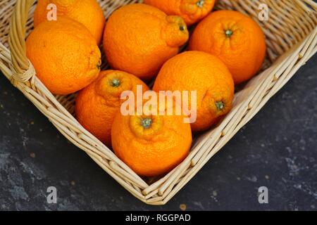 Agrumes mandarin géant Sumo fruits orange Banque D'Images