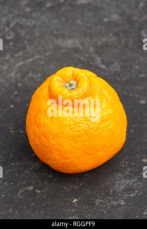 Agrumes mandarin géant Sumo fruits orange Banque D'Images