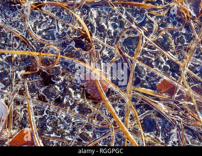 Les brins d'herbe congelé et de feuilles dans la glace, dans la région de Raubling, Voralpenland, Bavière, Allemagne Banque D'Images