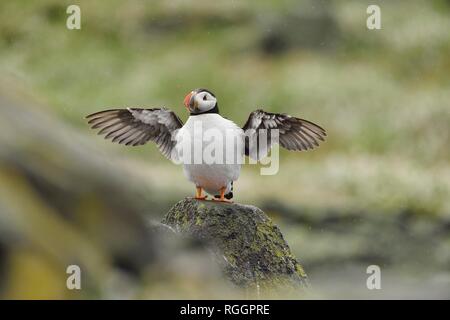 Macareux moine (Fratercula arctica) bat des ailes, à l'île de mai, Ecosse, Grande-Bretagne Banque D'Images