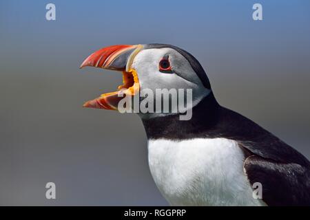 Macareux moine (Fratercula arctica), appelant avec beak éventré, Île Lunga, Ecosse, Grande-Bretagne Banque D'Images