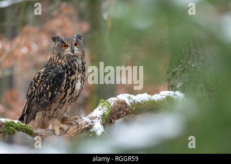Grand-duc (Bubo bubo), assis sur une branche avec de la neige, captive, République Tchèque Banque D'Images