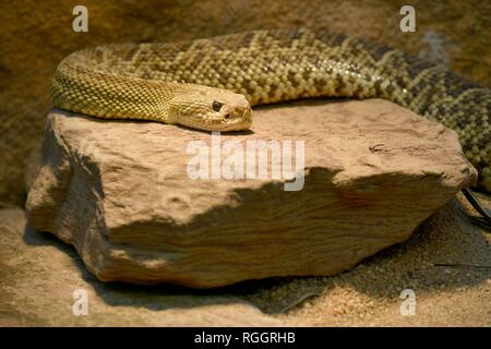 Côte ouest du Mexique toxiques crotale de l'Ouest (Crotalus basiliscus) sur rock, captive, survenue au Mexique Banque D'Images