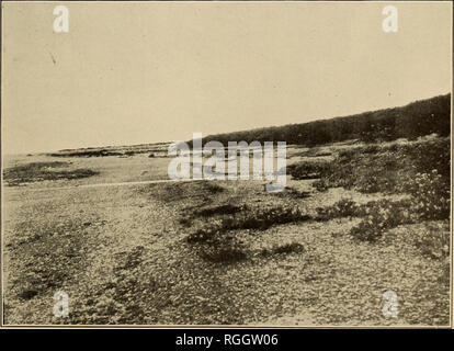 . Bulletin de la Société géologique d'Amérique. La géologie. Figure 1.-a Élevé Plage d'en face en point, Rive nord-est du fjord Russell l'élevé plage est étouffé dans/par présenter les vagues. Les aulnaies ; sur vague droite-raboté des rock point de vue banc-falaise en arrière-plan, avec les balanes en place sur des rochers de 7 pieds 1 pouce au-dessus présente la marée haute (voir planche 17, figure 1). Figure 2.-plage surélevée (' pieds 7 pouces) sur le côté nord-est du fjord Russell. d'en face en Point Homme à place se dresse avec un pied sur la ligne de la plus haute d'algues, l'autre dérive sur rocher couvert de balanes mortes Banque D'Images