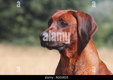 Le Rhodesian Ridgeback, mâle, 15 mois, de froment, animal portrait, Rhénanie du Nord-Westphalie, Allemagne Banque D'Images